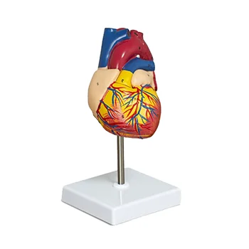 Širdies Modelis, 2-Dalis Deluxe natūralaus Dydžio Žmogaus Širdies Anatomijos Modelis su 34 Anatominių Struktūrų, Anatominiai Širdies
